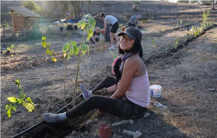 Planting young trees